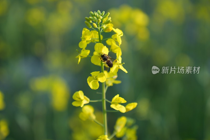 盛开的油菜花