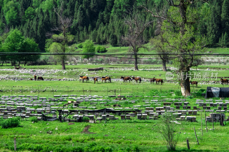 新疆伊犁恰西的森林草原牧场