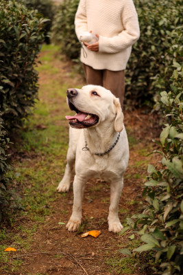 茶园里玩耍的拉布拉多寻回犬