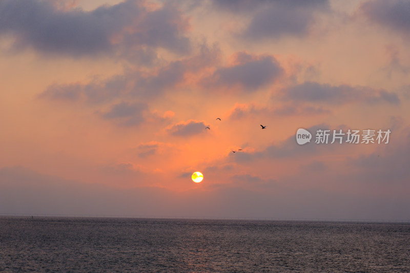 海上日出下飞鸟翱翔，取景浙江海盐