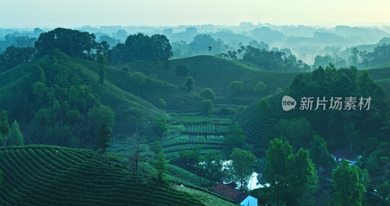 茶园茶山美丽乡村