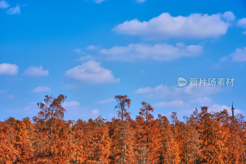 上海青西郊野公园