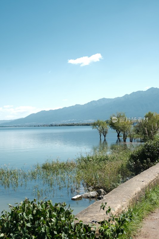 湖边枯树与湖水蓝天景象