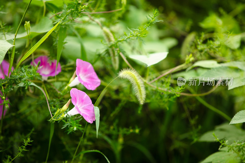 绿叶间的牵牛花在秋天