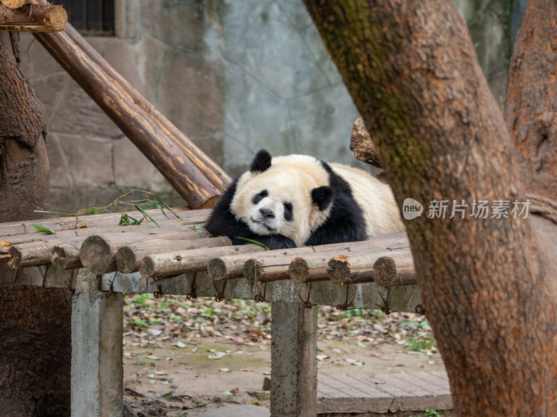 重庆动物园大熊猫