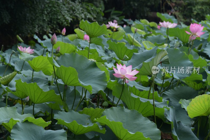 广东东莞：清溪公园荷花盛开