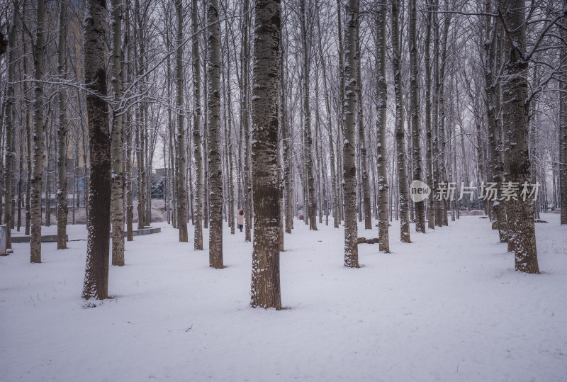 下雪了城市公园自然风景