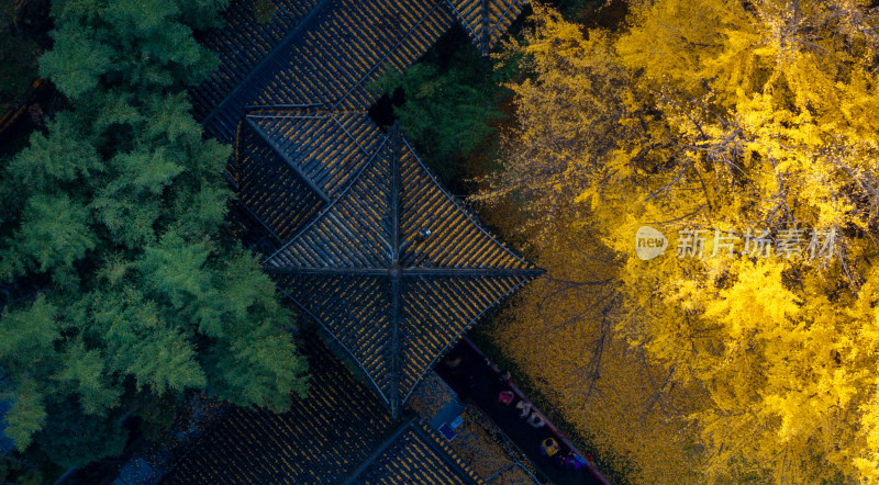 航拍古寺庙千年银杏秋景西安古观音禅寺