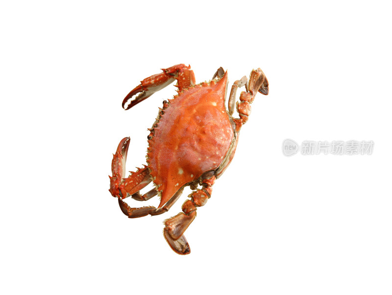 秋天海鲜螃蟹梭子蟹的白底图