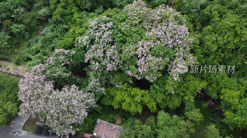 广东东莞：短萼仪花盛开