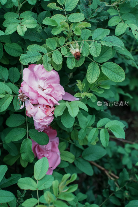 北京国家植物园月季