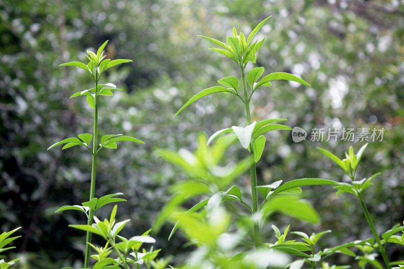 植物嫩芽树叶