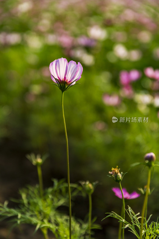 四季花卉盆景格桑花