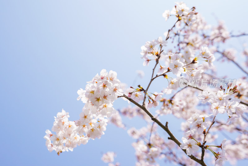 春日樱花季