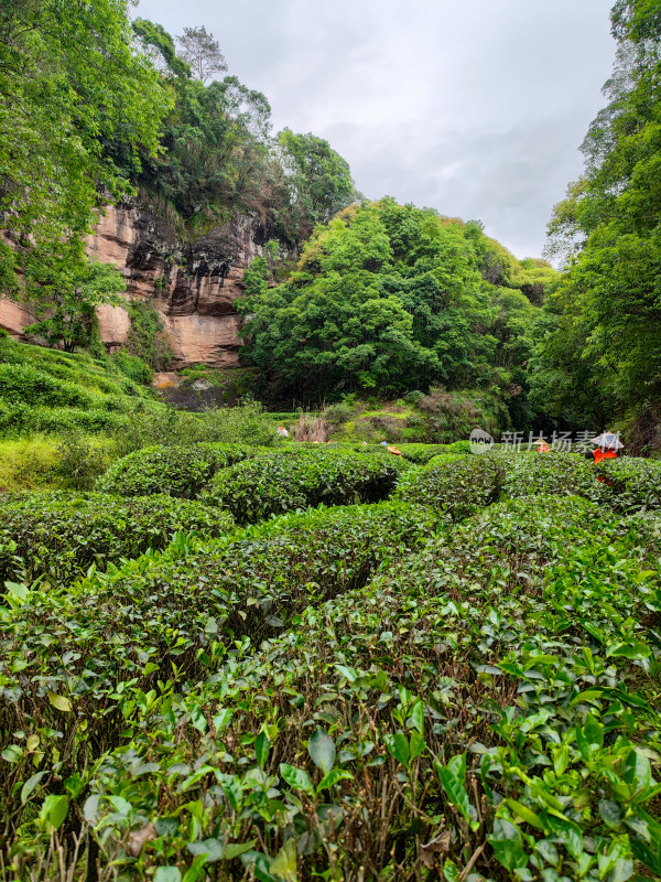 山林间的繁茂茶树景色