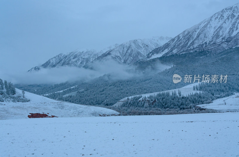 青海祁连卓尔山树林自然唯美雪景风光