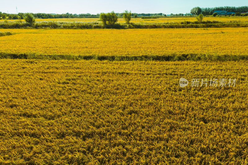 航拍黑龙江大庆市杜尔伯特县丰收的水稻田