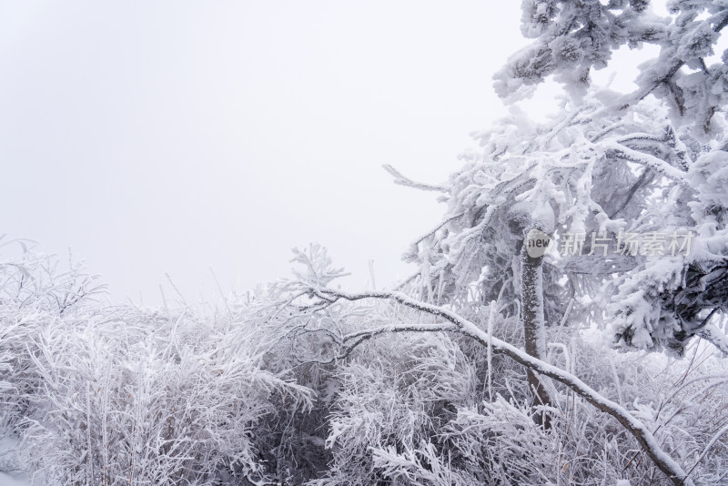 冬季大雪树木雾凇雪挂