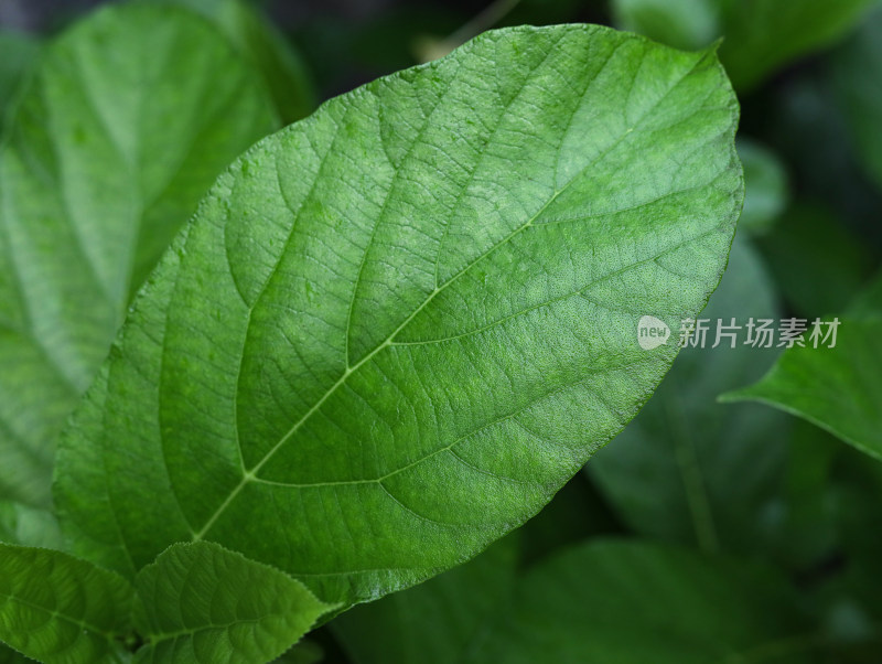 春天绿色的树叶叶子和雨滴水滴露水