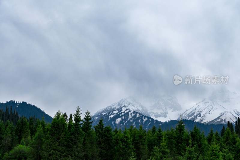 新疆伊犁恰西雪山森林风光