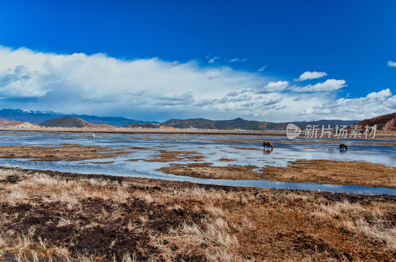 云南迪庆香格里拉纳帕海湖泊湿地草地