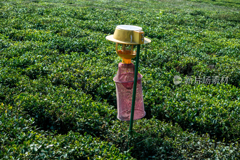 茶树种植园农民用驱虫装置保护茶叶