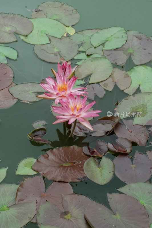 北京国家植物园睡莲