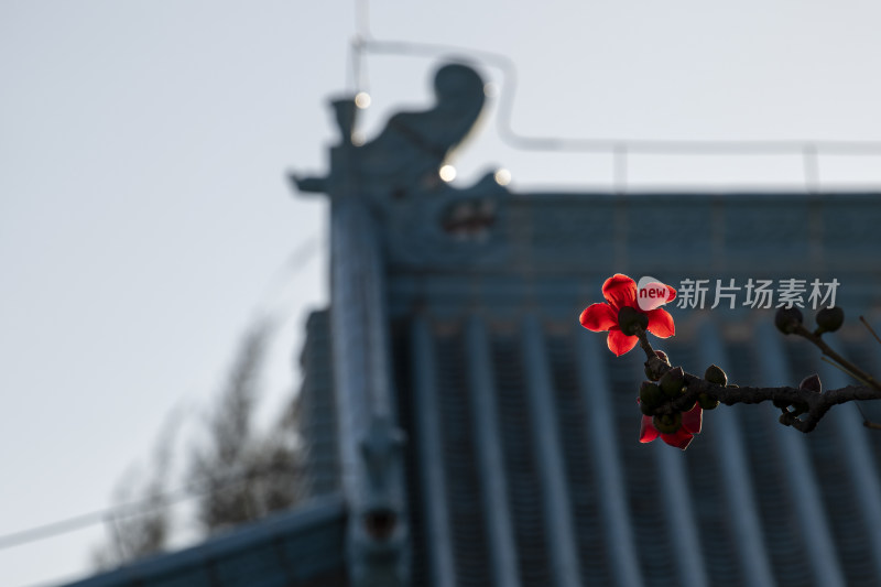 春天南粤盛开的木棉花