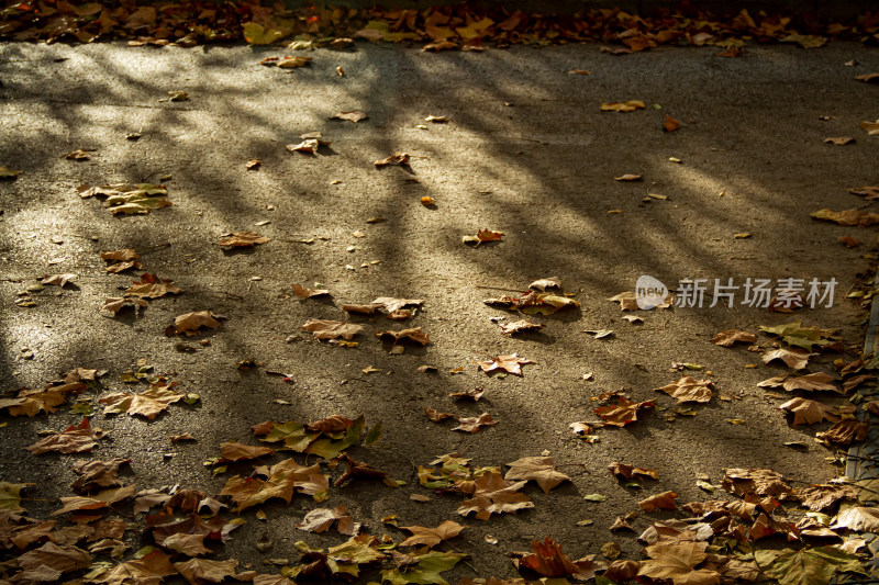 树影残叶秋景图