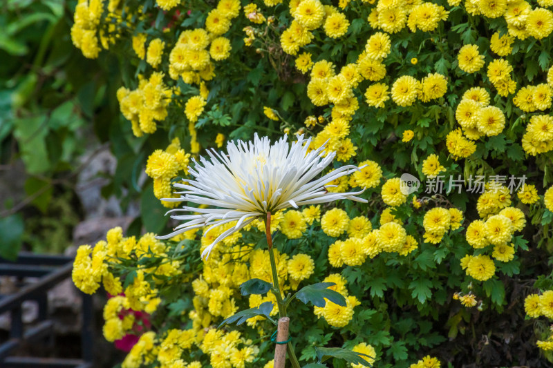 福州西湖第58届菊花展览