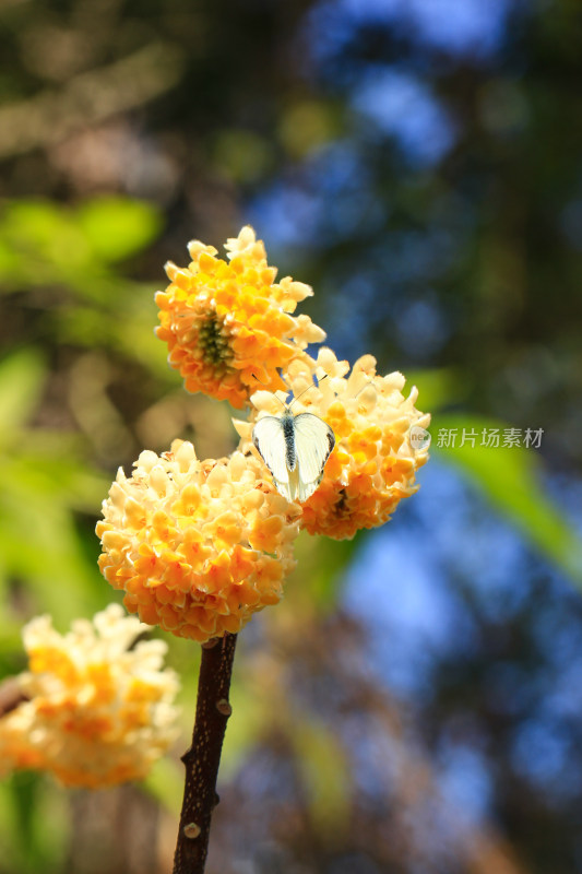 完全绽放的结香花实拍