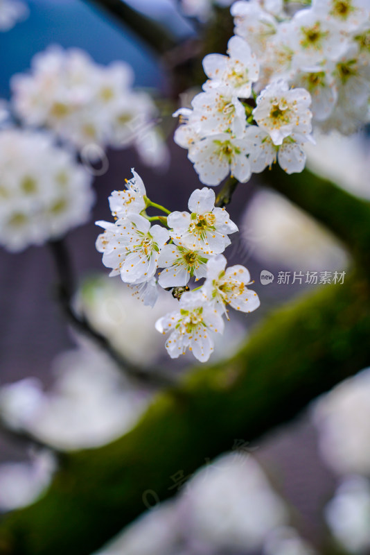 鲜花花朵花卉花树