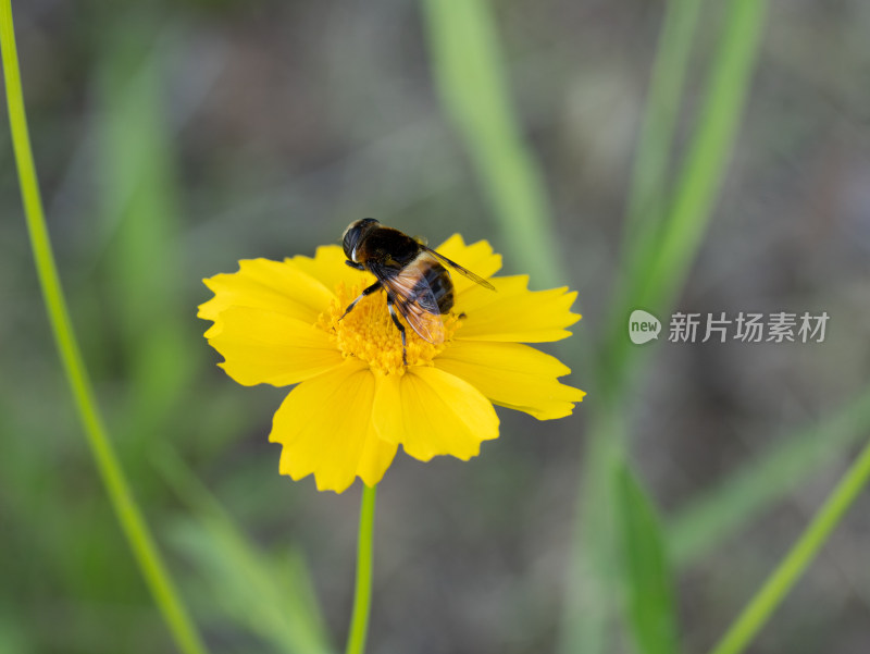 春天的金鸡菊开花特写