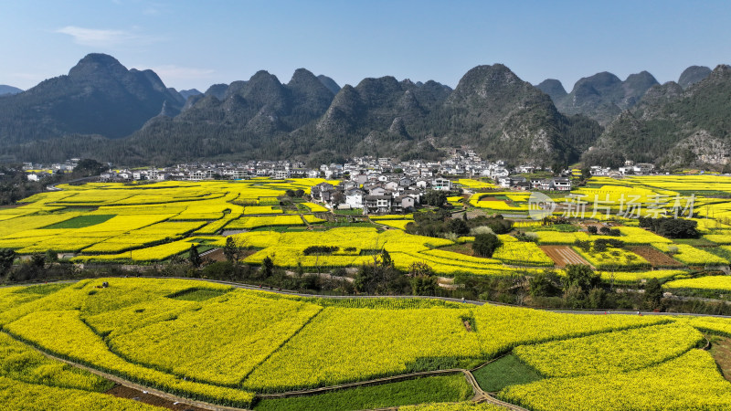 金色田园风光  油菜花海与村落