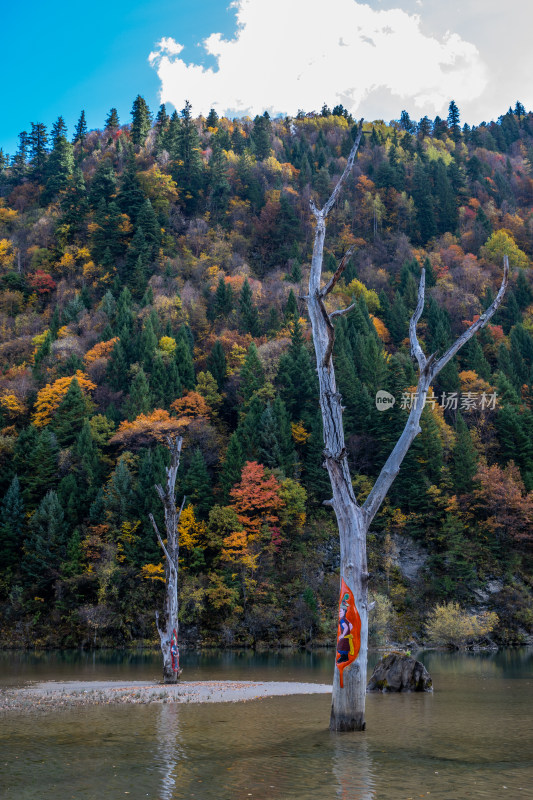 秋天色彩斑斓的森林山川