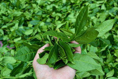 手捧新鲜茶叶的特写镜头