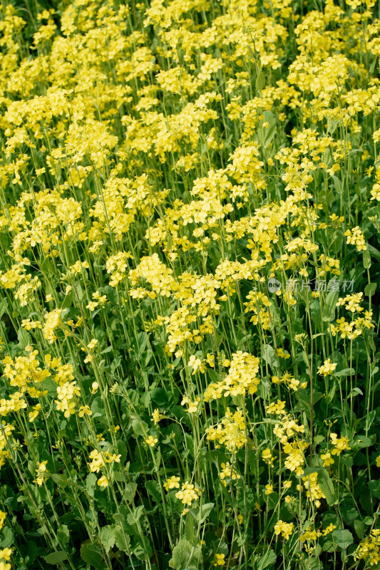 北京温榆河公园油菜花田