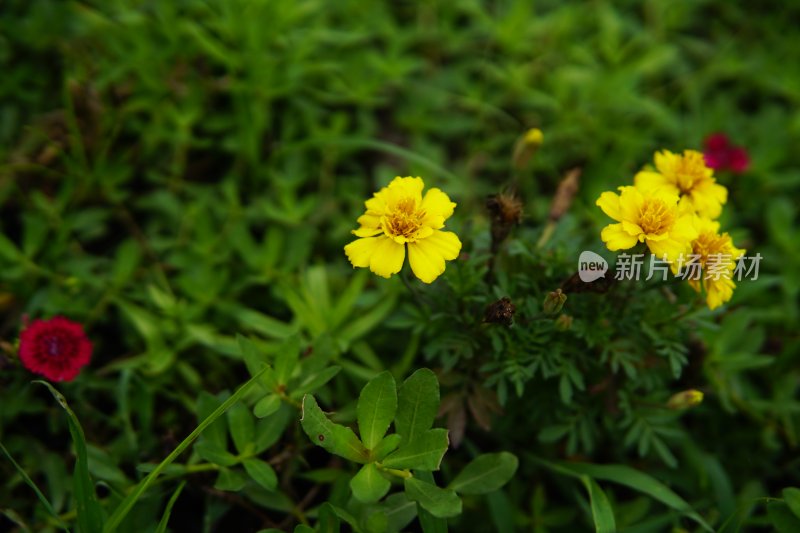 花草 微距摄影 城市风光