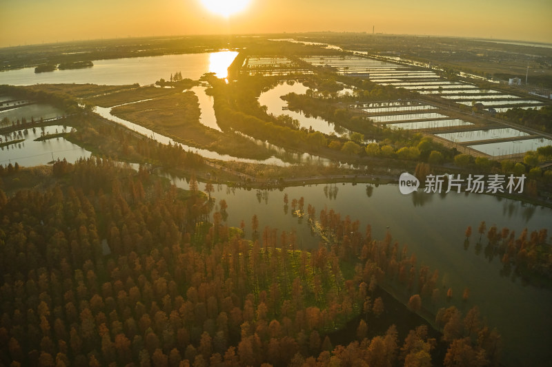 夕阳下的水杉林