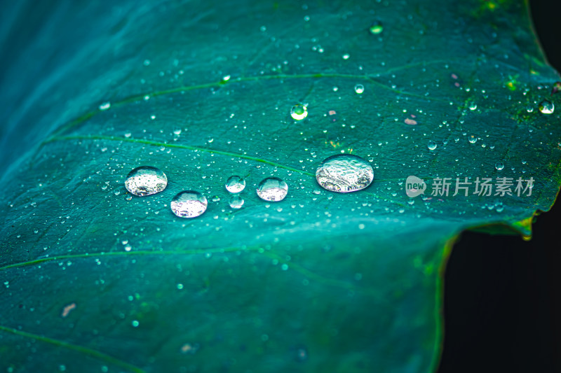 雨后荷叶上的露水珠