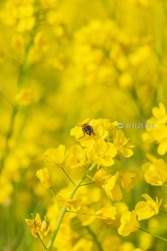 油菜花上采蜜蜜蜂特写镜头