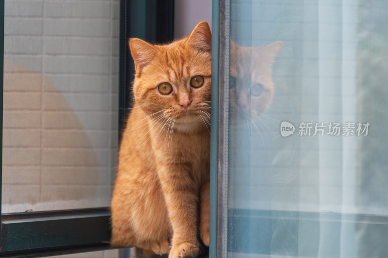 橘猫从窗户探出脑袋好奇地看向外面