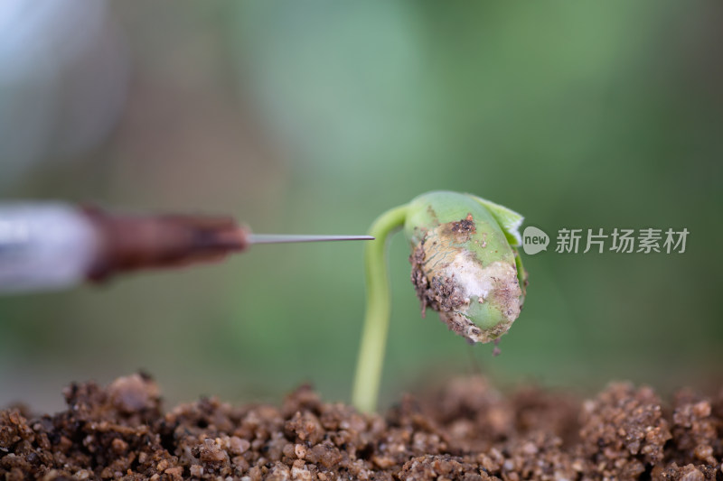 手拿针管准备给绿芽打针