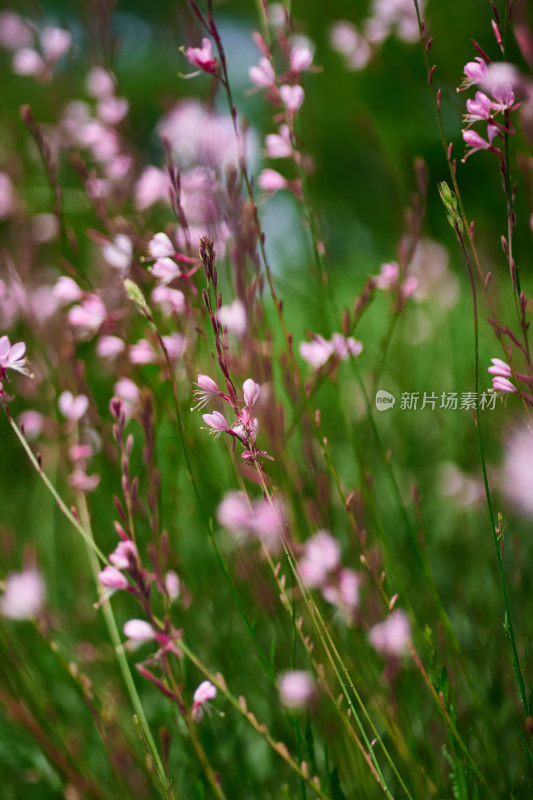 五彩斑斓的花卉