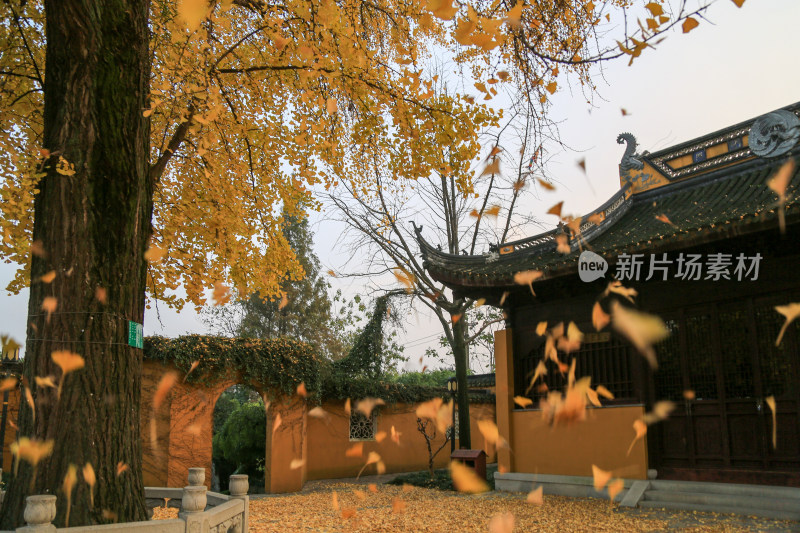 古寺 秋天 银杏 落叶 飘落