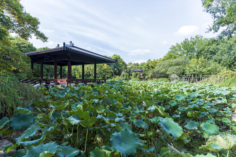 武汉蔡甸汤湖公园生态园林风景