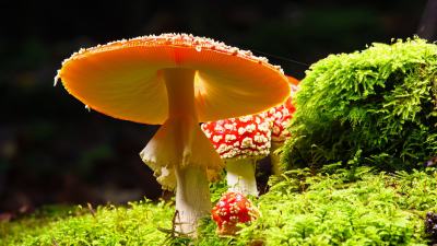 森林苔藓上生长的红蘑菇