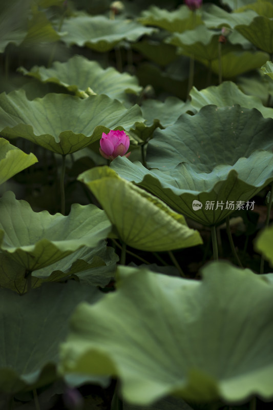 夏季公园荷塘荷叶丛中荷花特写