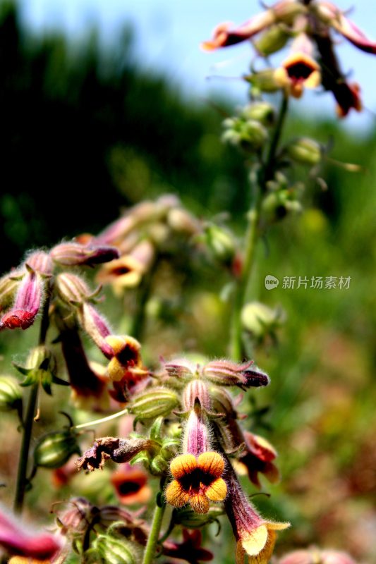 野生地黄的花朵