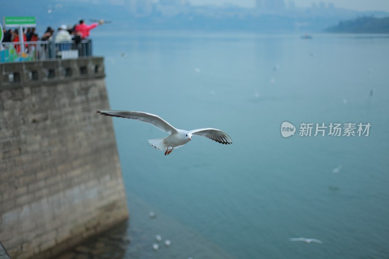 飞翔的海鸥场景